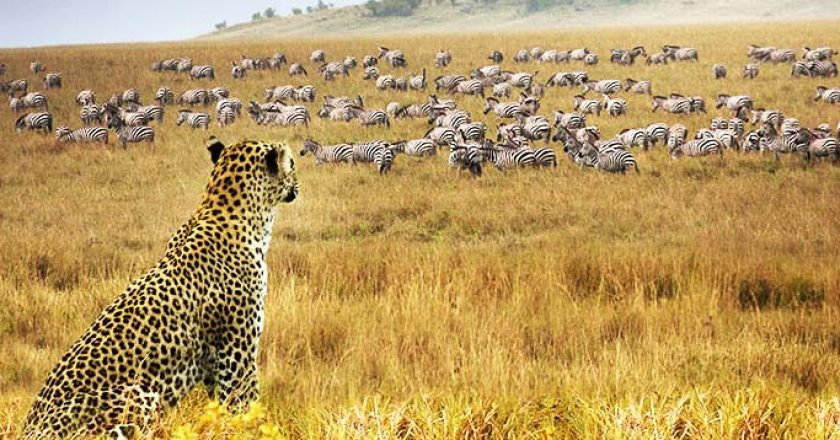 samburu